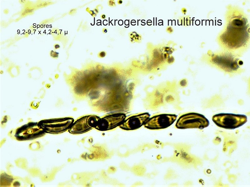 Jackrogersella multiformis-amf991-micro.jpg - Jackrogersella multiformis ; Syn1: Hypoxylon multiforme ; Syn2: Sphaeria multiformis ; Nom français: Hypoxylon à formes variables